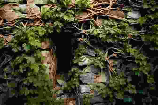 A Close Up Of The Crumbling Stone Walls Of The Ruin, With Vines And Moss Growing On Them. Lead The Way (Forgotten Ruin 6)