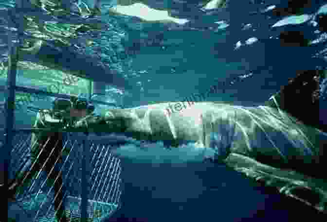 A Great White Shark Swimming Alongside A Cage Of Divers Soul Of Rome: A Guide To 30 Exceptional Experiences ( Soul Of )