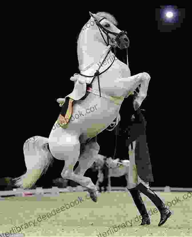 A Lipizzaner Stallion Performing A Dressage Routine Mercury S Flight: The Story Of A Lipizzaner Stallion (The Breyer Horse Collection 4)
