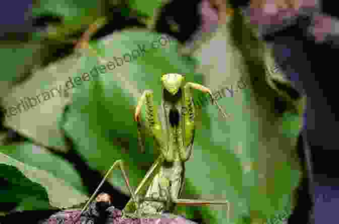 A Praying Mantis Waiting Patiently For Its Prey Brainy Bugs : Funny Facts For Curious Kids
