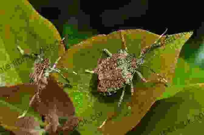 A Stink Bug Releasing Its Foul Smelling Odor Brainy Bugs : Funny Facts For Curious Kids