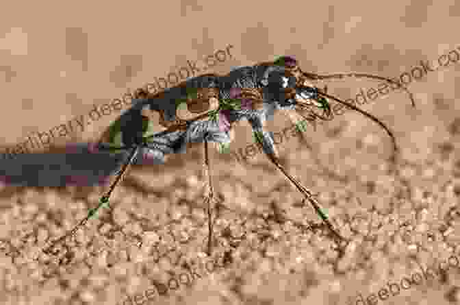A Tiger Beetle Running At High Speed Brainy Bugs : Funny Facts For Curious Kids