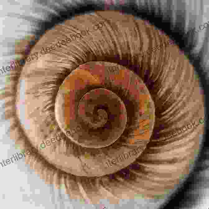 Close Up Of A Snail Shell With Intricate Spiral Patterns Seashell Beauty And The Concept Of Nature At Play