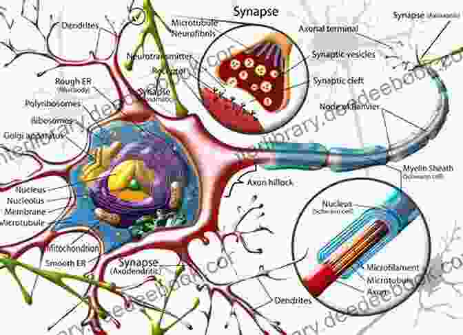 Cortical Circuitry Diagram Illustrating Interconnections Of Neurons In The Cerebral Cortex Cortical Circuitry Gayathri Venkatachalapathi