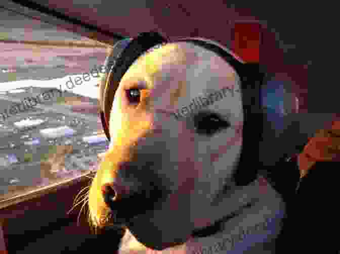 Pearl The Dog Sits Patiently In The Cockpit Of A Small Plane, Wearing A Headset And Aviator Sunglasses. Pearl: You Are Cleared To Land