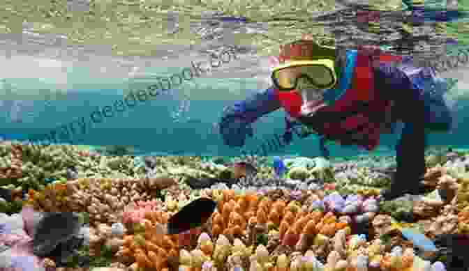 Snorkeler Exploring Underwater Reef US Gulf Coast Travel Guide