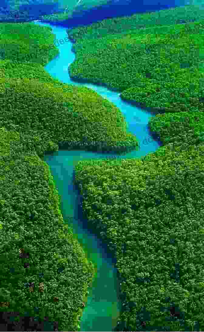 The Lush Amazon Rainforest In Manaus, Brazil 180 Cities Of Brazil Rosalie Gallinaro
